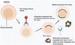 How Is Mssa Spread