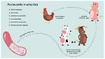 How Is Pasteurella Transmitted?