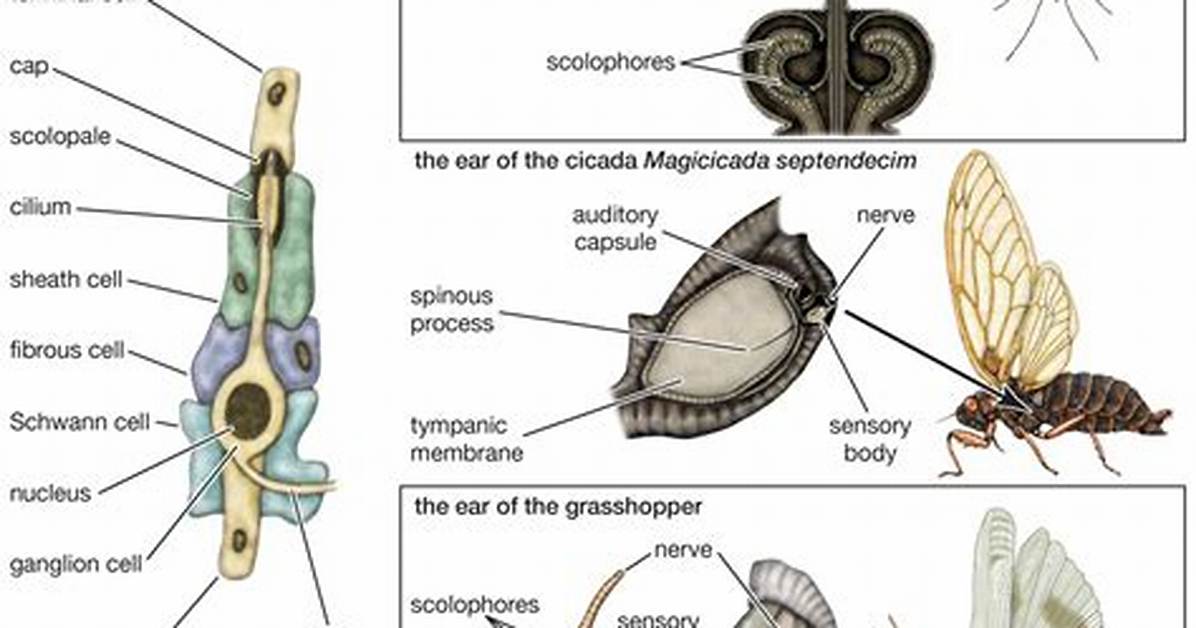How Is Stridulation Produced?