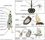 How Is Stridulation Produced?