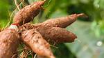 How Is Tapioca Made