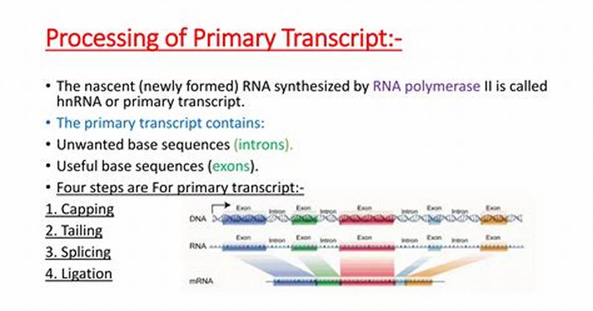 How Is the Primary Transcript Modified?