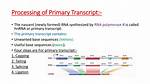 How Is the Primary Transcript Modified?