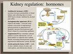 How Kidney Function Is Hormonally Regulated?