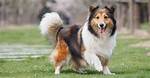 How Large Do Shelties Get?
