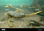 How Long Did Eurypterids Live?