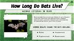 How Long Do Bats Live