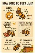 How Long Do Bees Live?