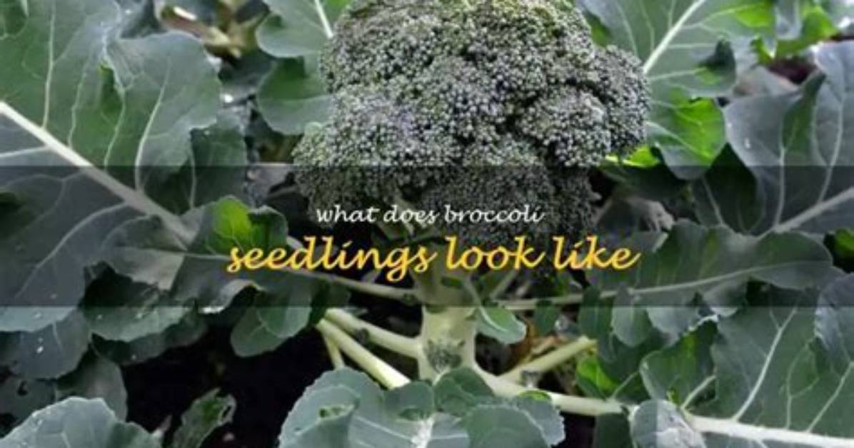 How Long Do Broccoli Live?