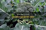 How Long Do Broccoli Live?