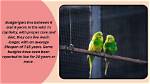 How Long Do Budgerigars Live?