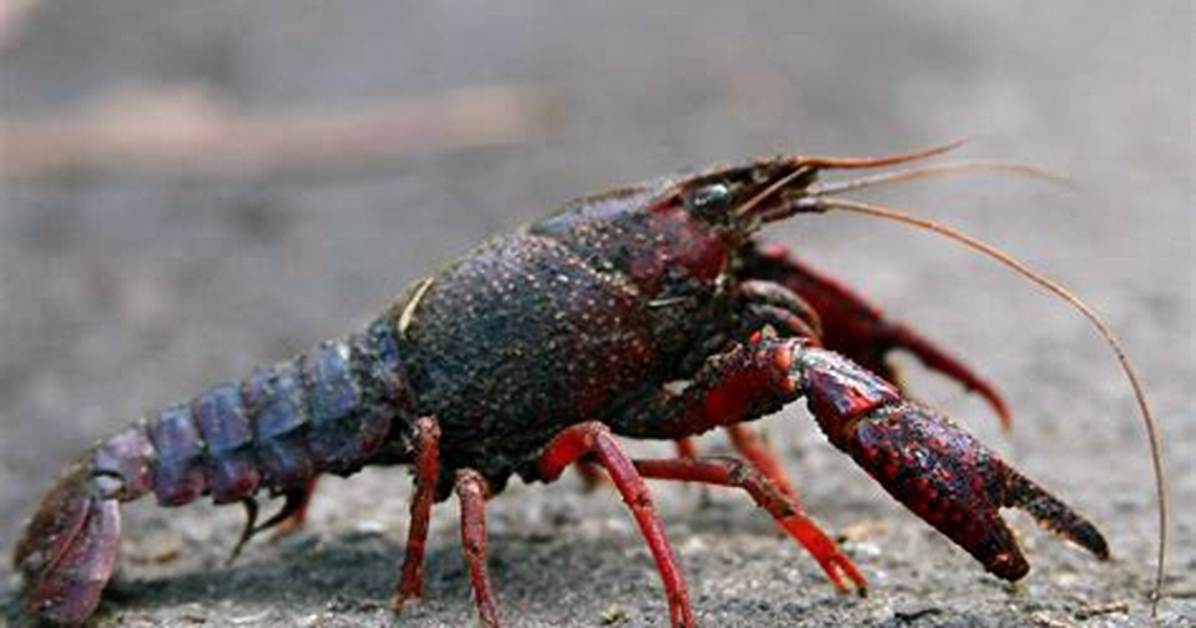 How Long Do Crayfish Live