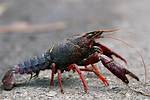 How Long Do Crayfish Live