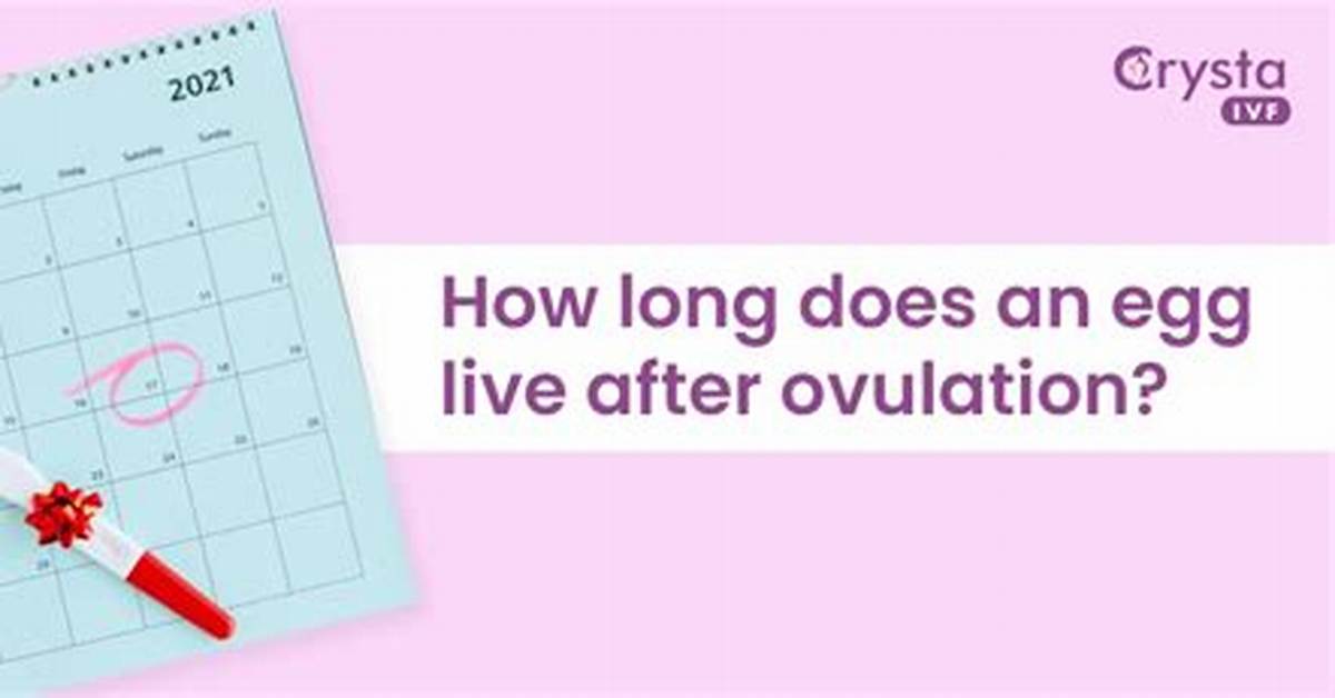How Long Do Eggs Live?