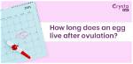 How Long Do Eggs Live?