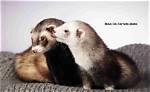 How Long Do Ferrets Mate for?