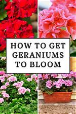 How Long Do Geraniums Bloom for?
