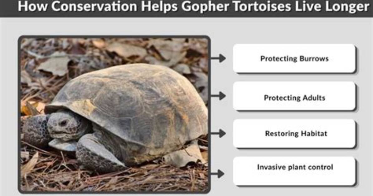 How Long Do Gopher Turtles Live?