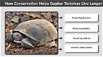 How Long Do Gopher Turtles Live?