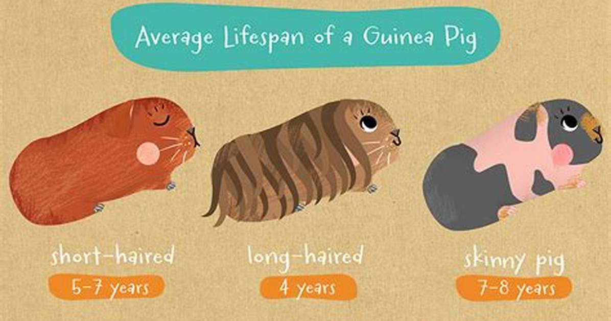 How Long Do Guinea?