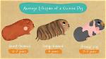 How Long Do Guinea?