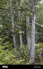 How Long Do Hemlocks Live?