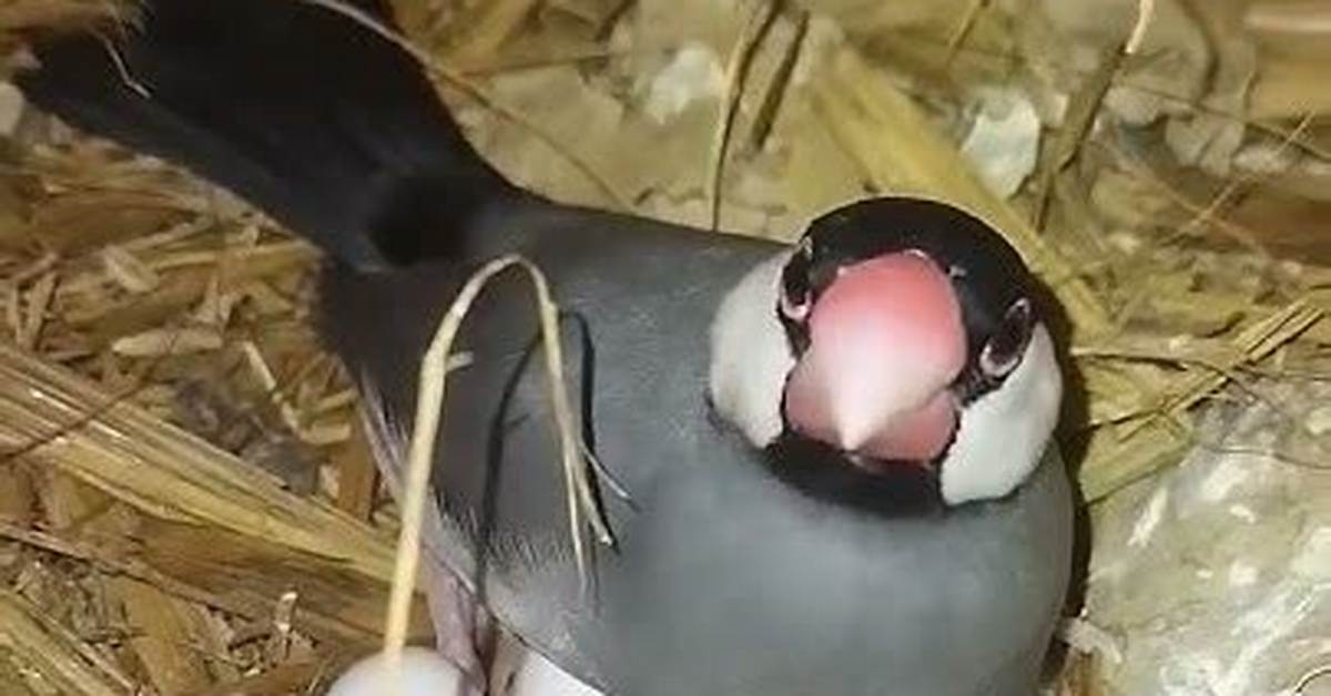 How Long Do Java Sparrow Eggs Take to Hatch