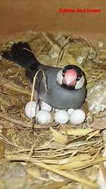 How Long Do Java Sparrow Eggs Take to Hatch