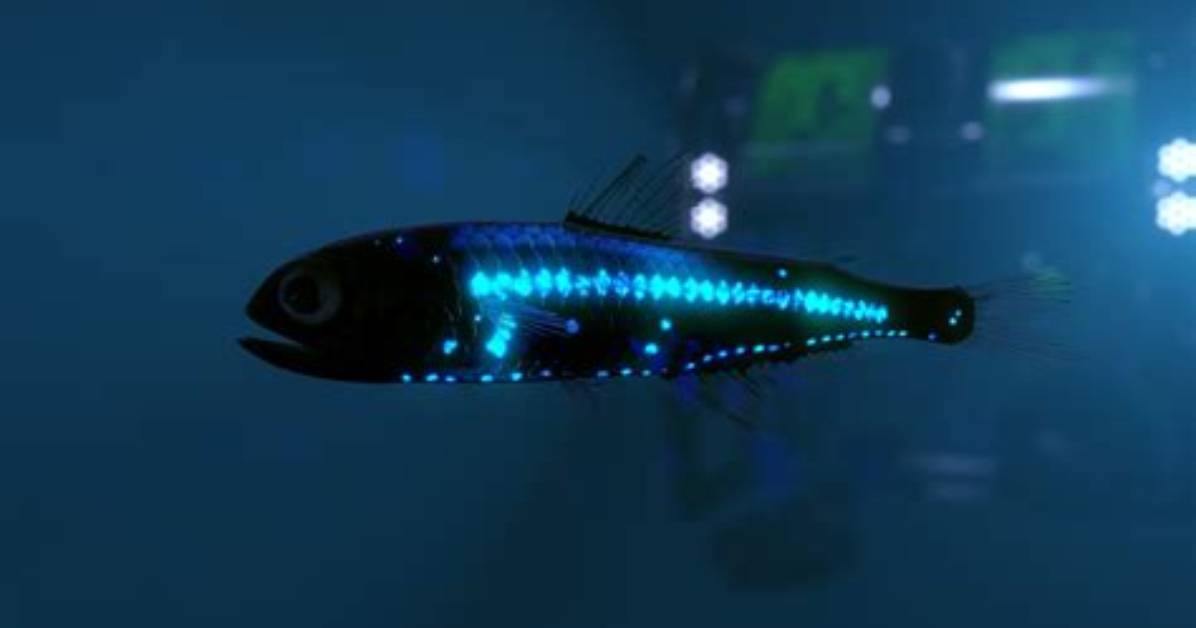 How Long Do Lanternfish Live?