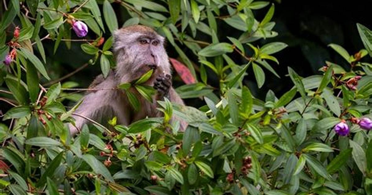 How Long Do Macaques Live?