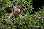 How Long Do Macaques Live?