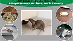 How Long Do Mouses Live?