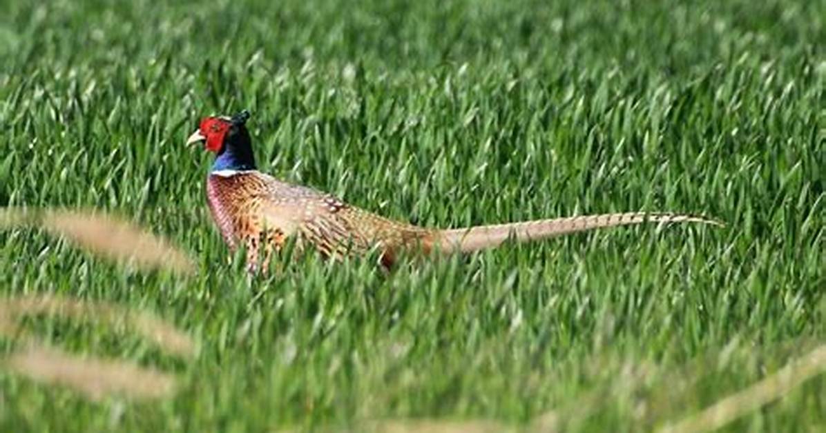 How Long Do Pheasant Live?
