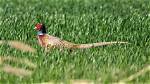 How Long Do Pheasant Live?