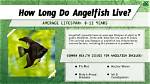 How Long Do Pits Live