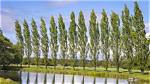 How Long Do Poplars Live?
