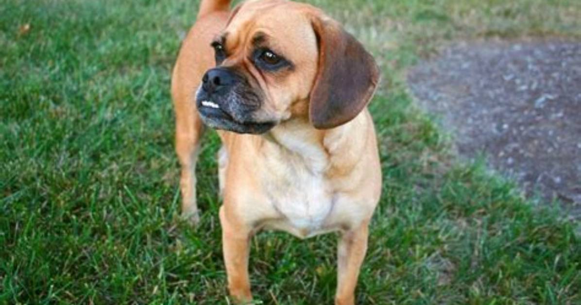 How Long Do Puggles Live?