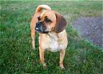 How Long Do Puggles Live?
