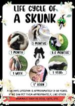 How Long Do Skunks Live