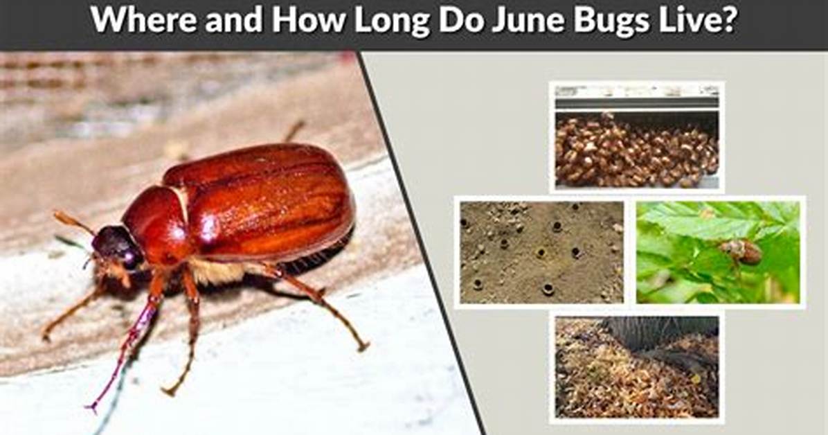 How Long Do Small Bugs Live