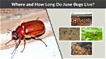 How Long Do Small Bugs Live