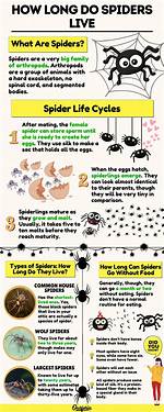 How Long Do Spiders Live
