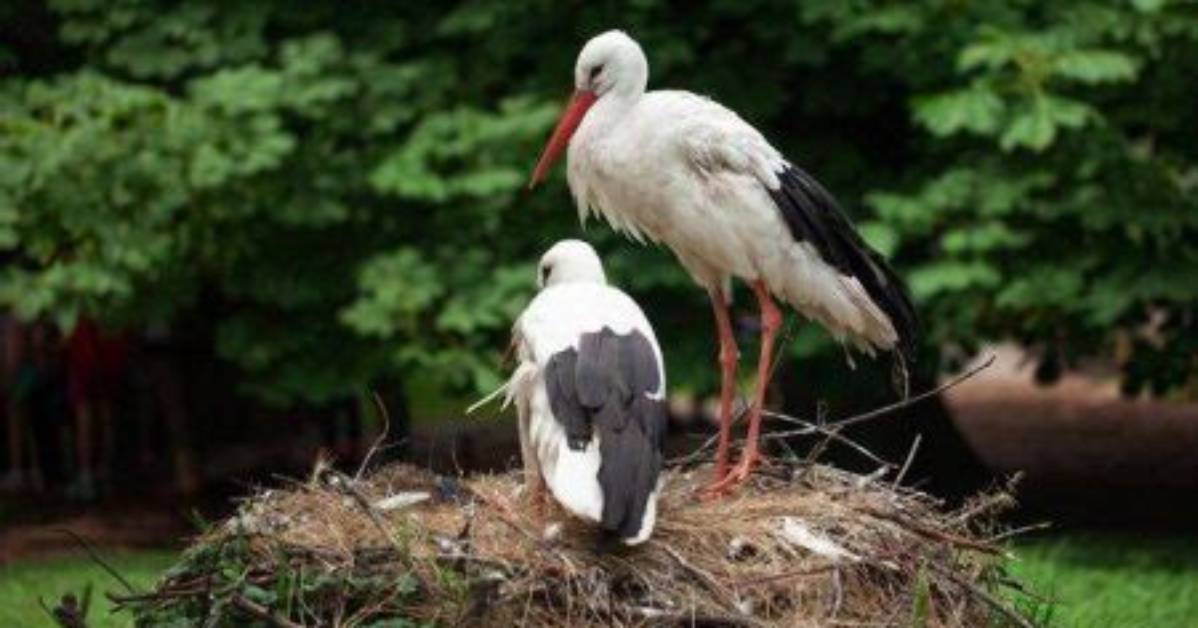 How Long Do Storks Live?