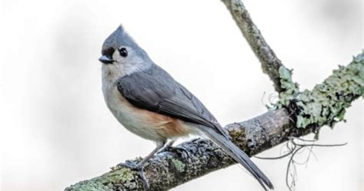 How Long Do Titmouse Live?