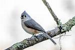 How Long Do Titmouse Live?