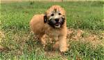 How Long Do Wheatens Live?