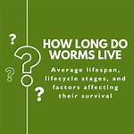 How Long Do Worms Live