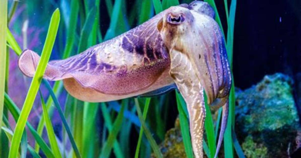 How Long Does a Cuttlefish Live