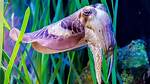 How Long Does a Cuttlefish Live