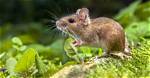 How Long Does a Mouse Live